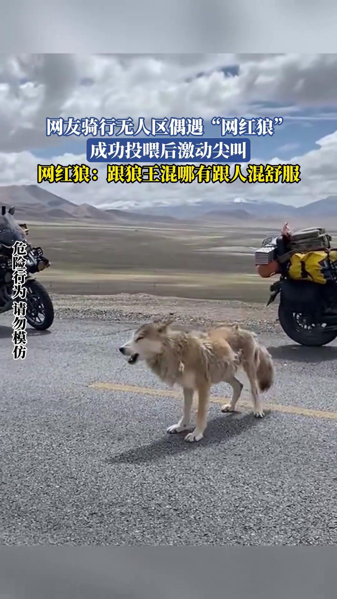 网友骑行无人区偶遇网红狼