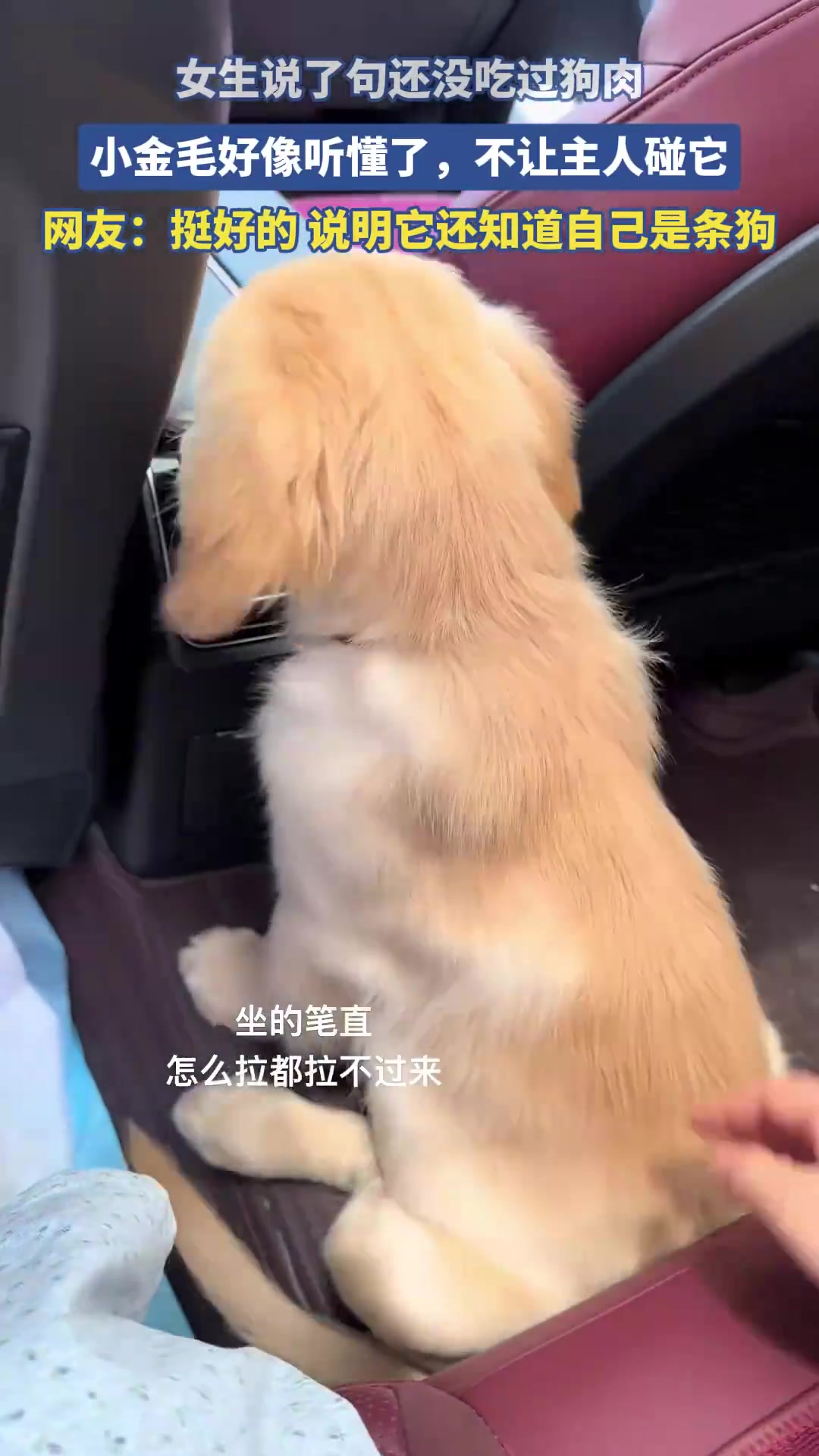 女生说了句还没吃过狗肉，小金毛好像听懂了，不让主人碰它