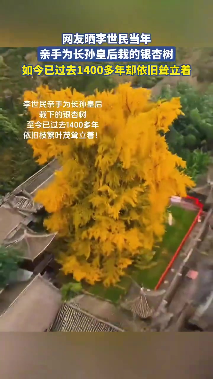 李世民為長孫皇后栽的銀杏樹！1400多年仍聳立