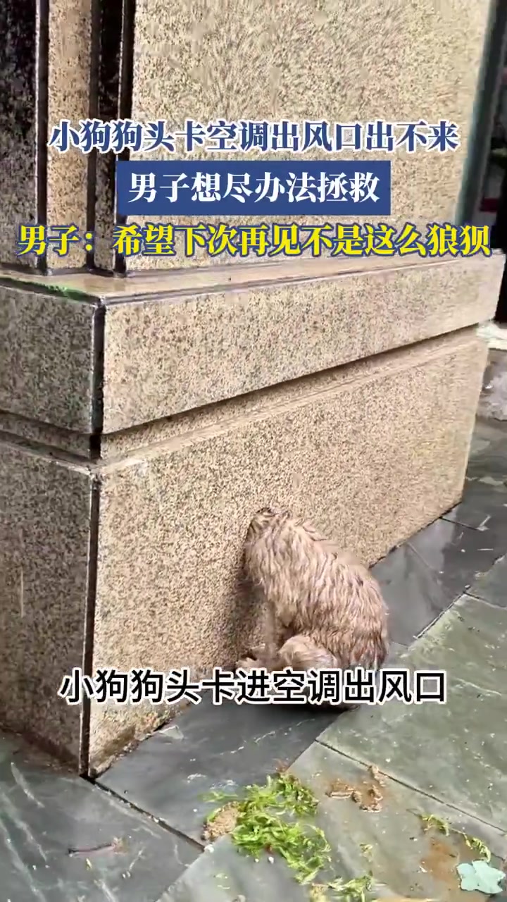 小狗头卡空调出风口！男子施救