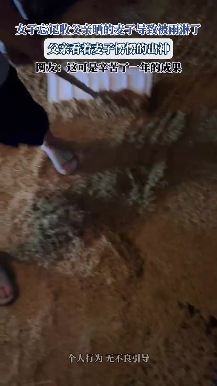 女子忘記收父親曬的麥子導(dǎo)致被雨淋了，父親看著麥子愣愣的出神