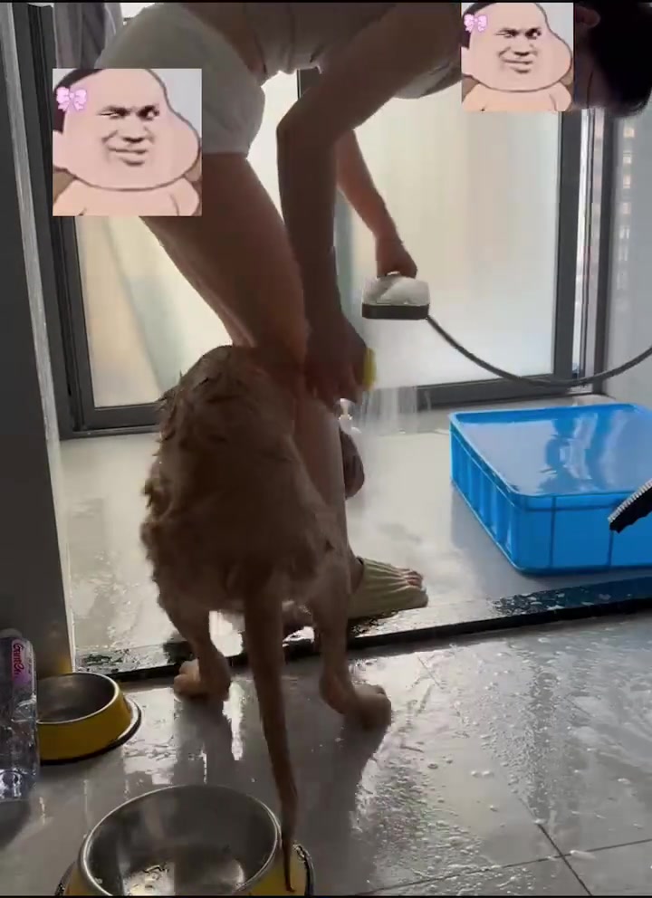 真无语了啊！还有狗不喜欢洗澡的么