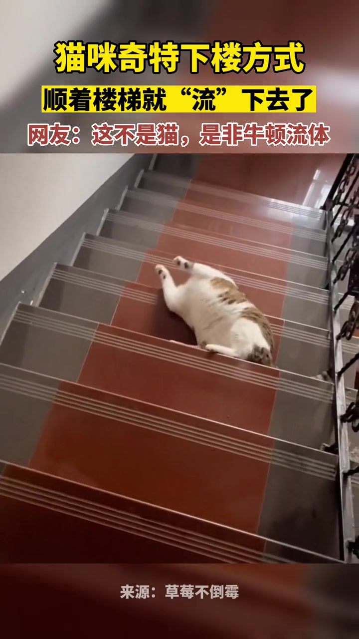 猫咪奇特下楼方式，顺着楼梯就“流”下去了