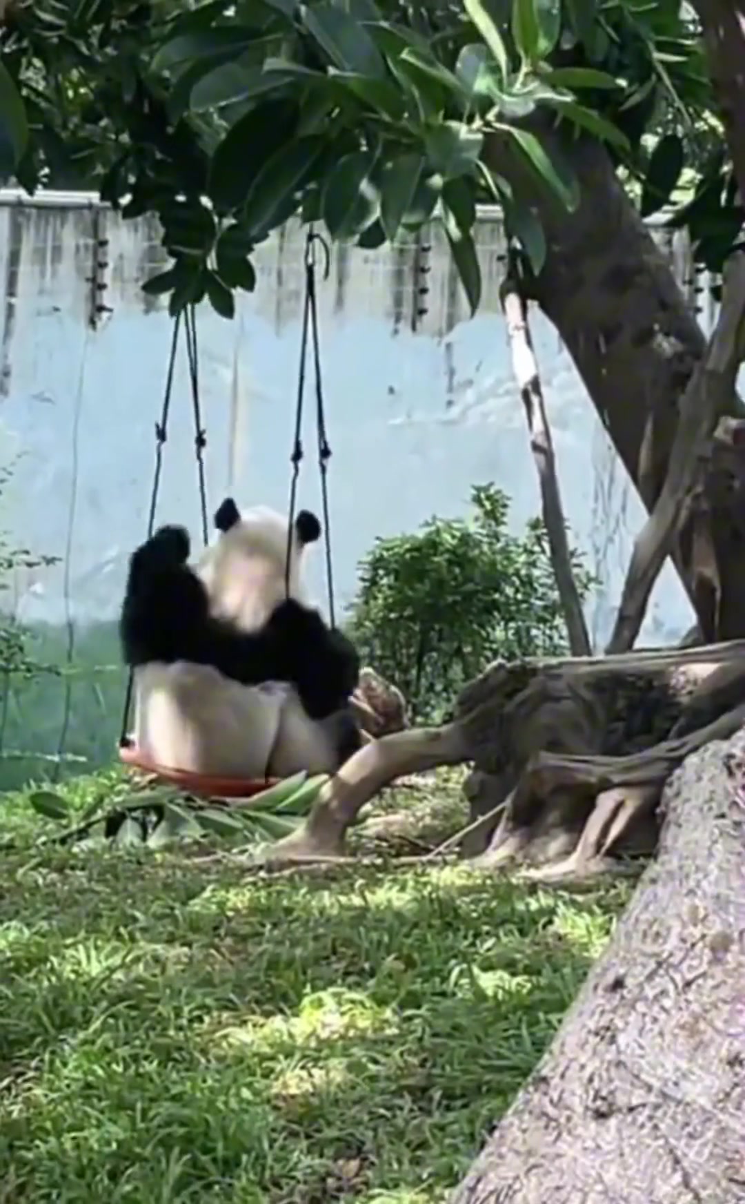 岁月静好的熊猫生活