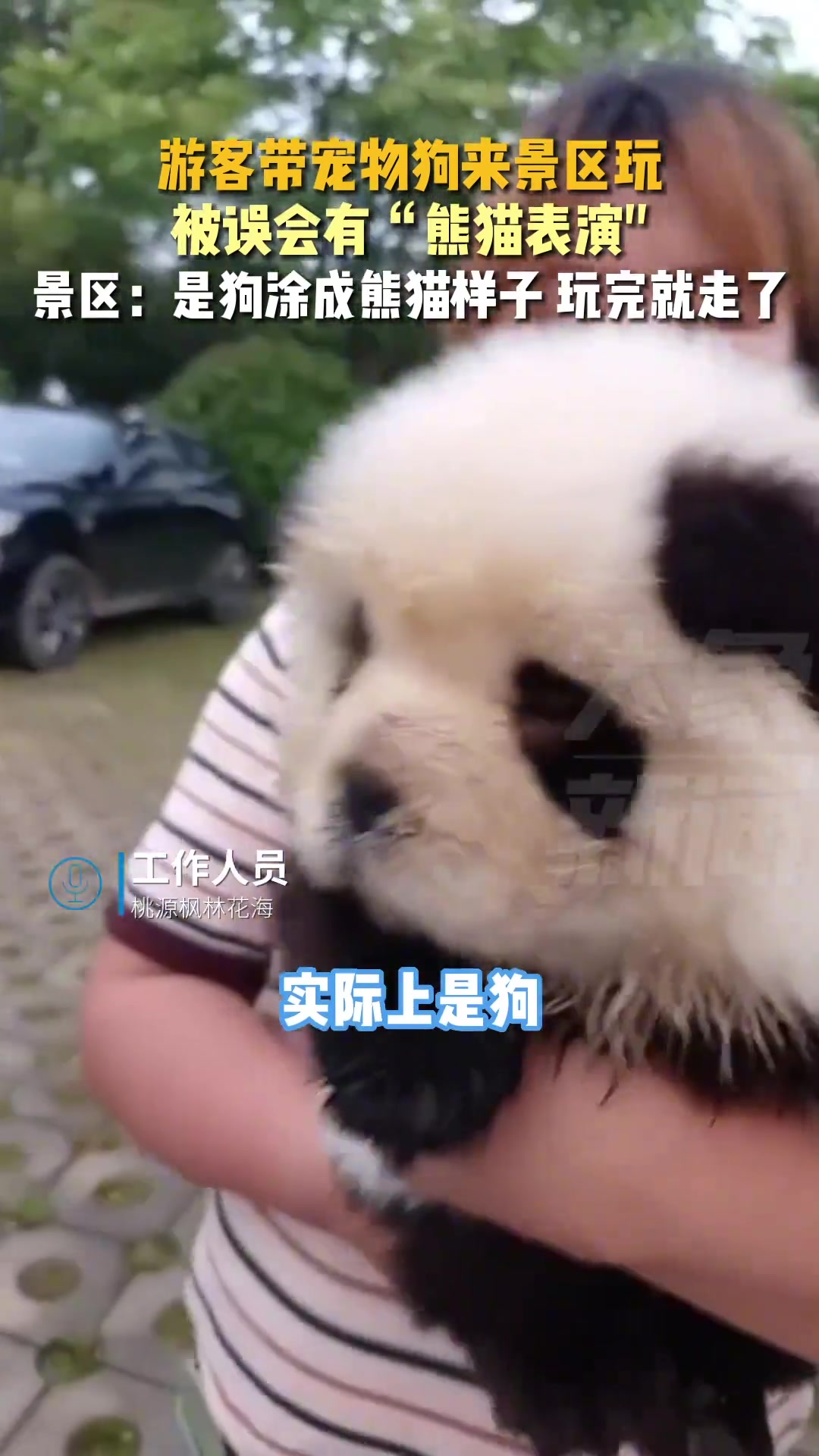 游客带宠物狗来景区玩被误会有“熊猫表演“