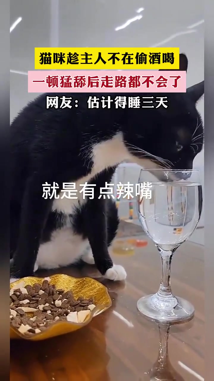 该，多吃点猫粮也不至于醉成这样。
