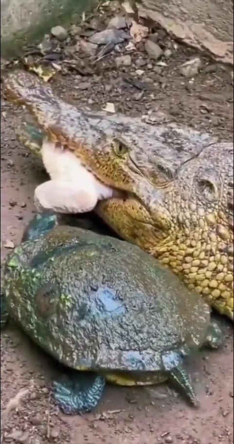 鳄口夺食