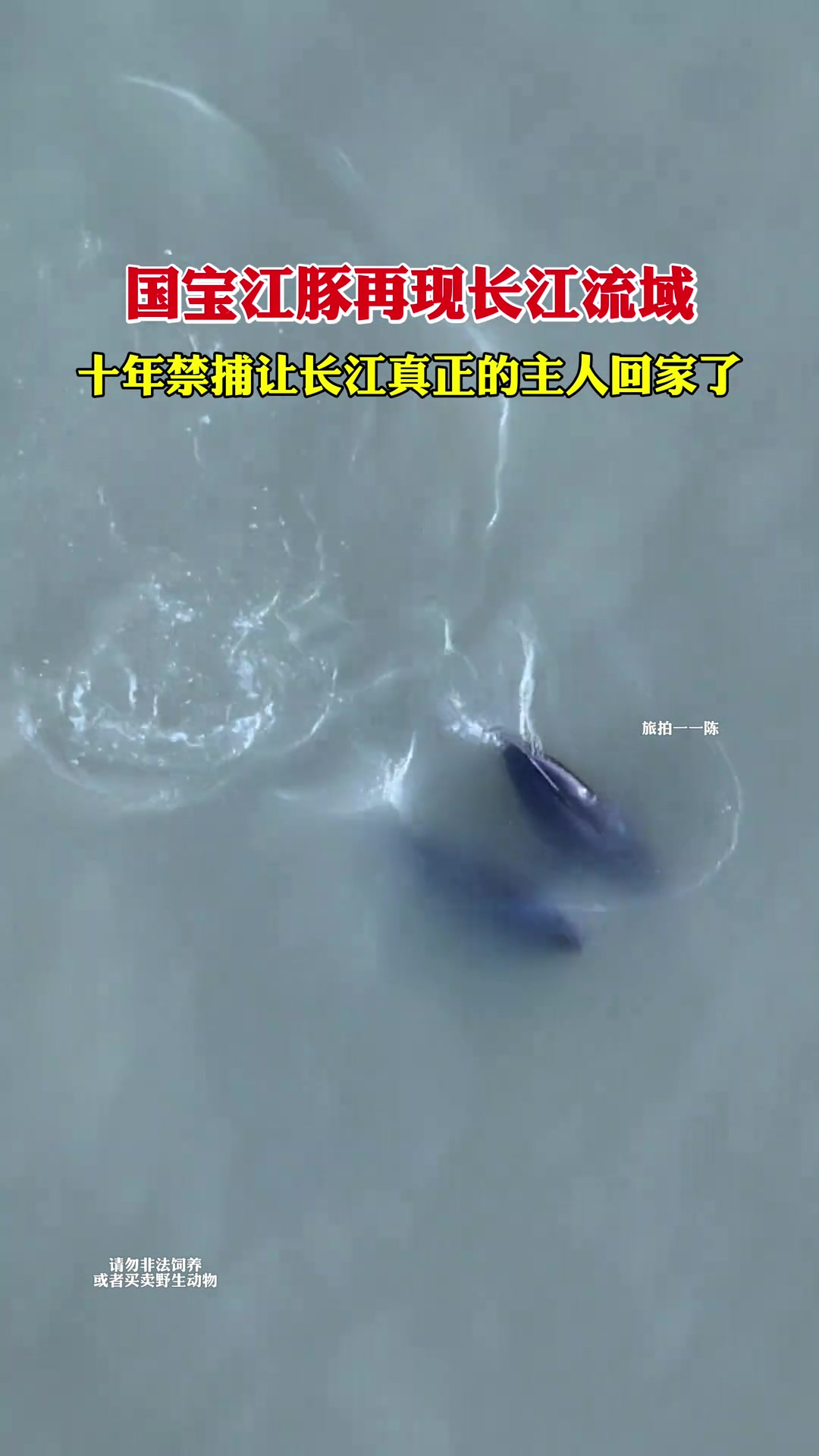 江豚再现长江流域，长江禁渔成果显现
