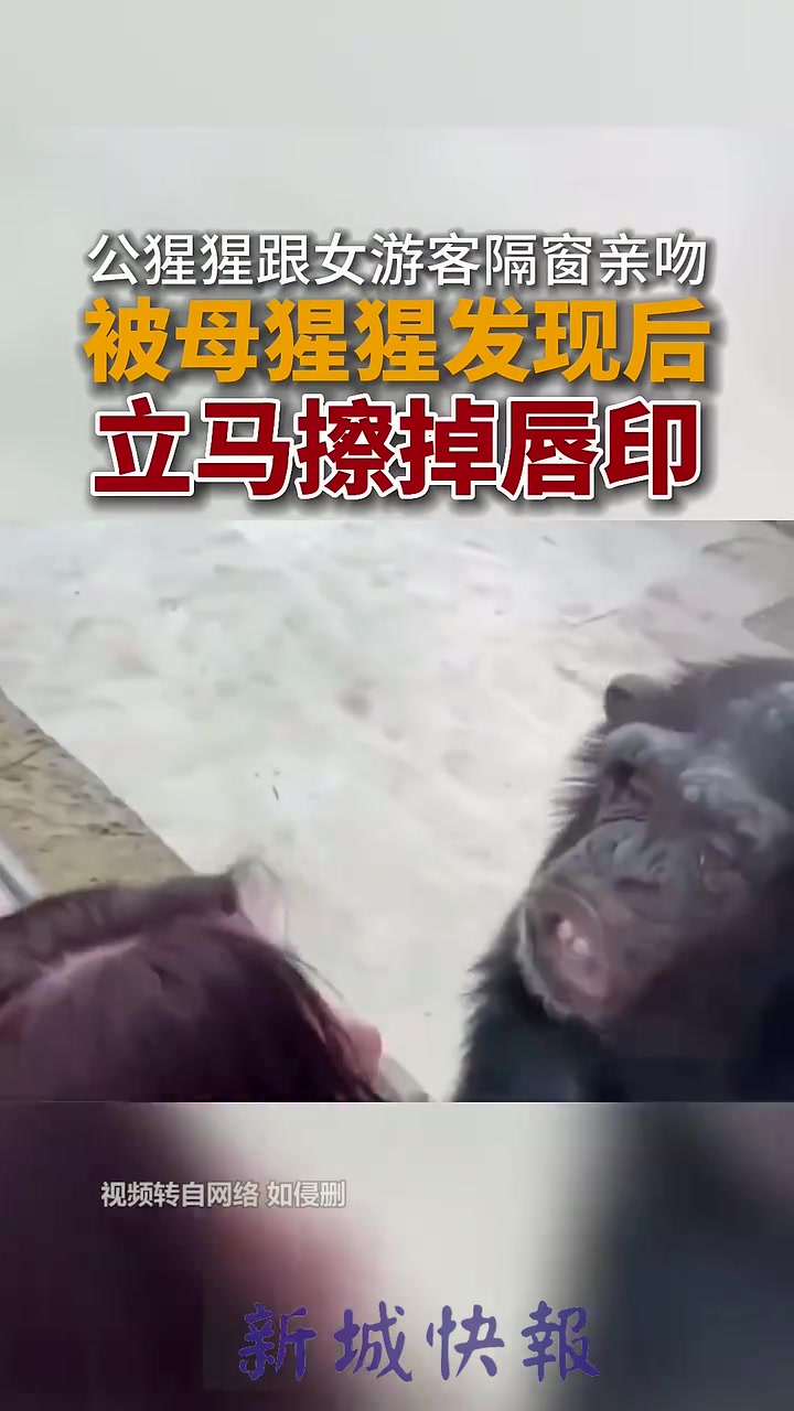 公猩猩与游客互吻，被母猩猩发现后立马擦嘴！