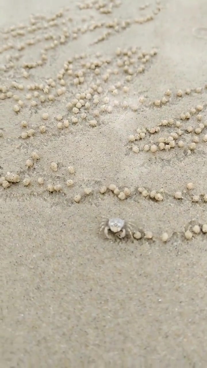 螃蟹就没有童年.你小时候没玩过沙子泥巴。