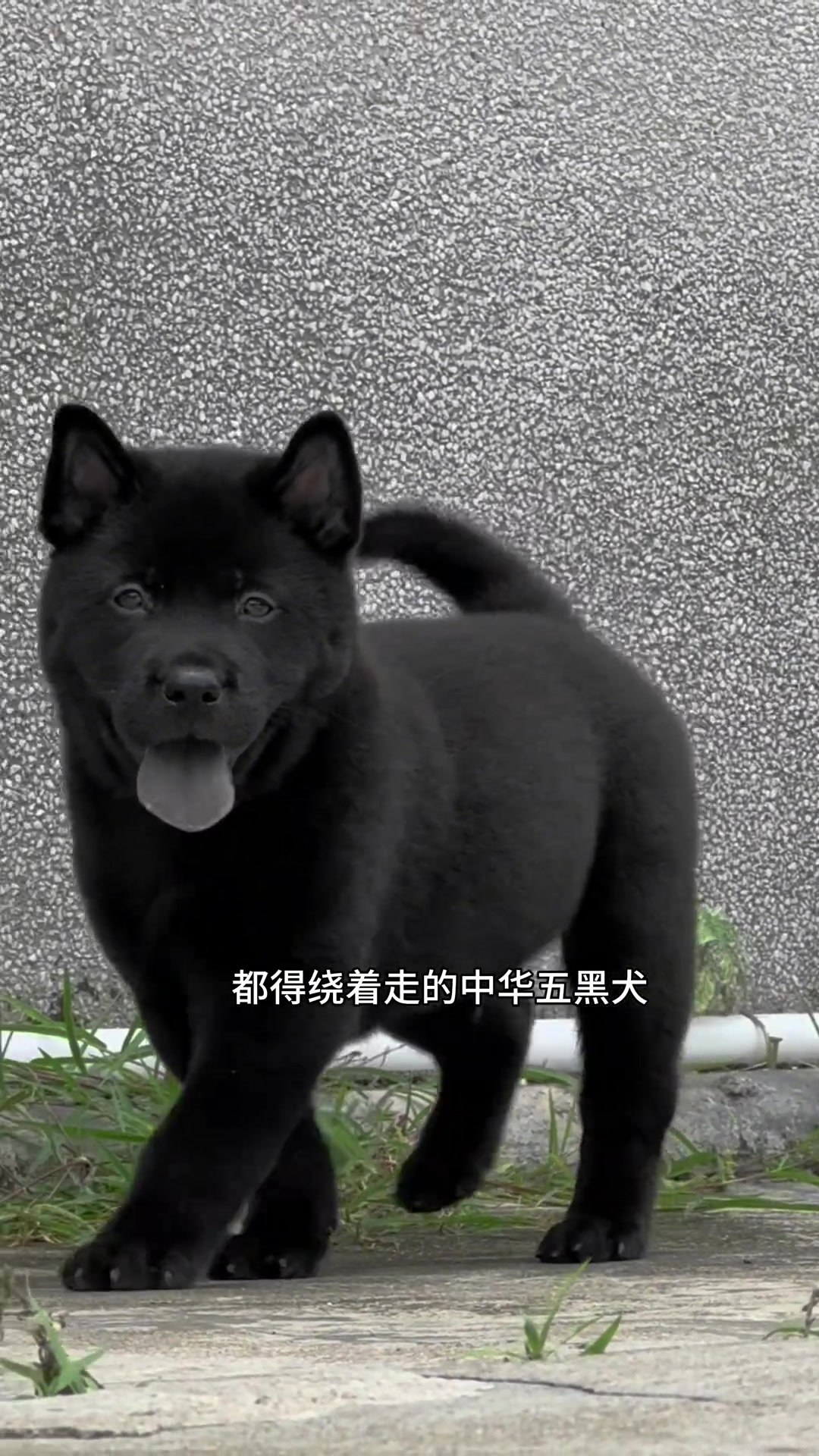 中华田园犬之五黑犬 十分罕见