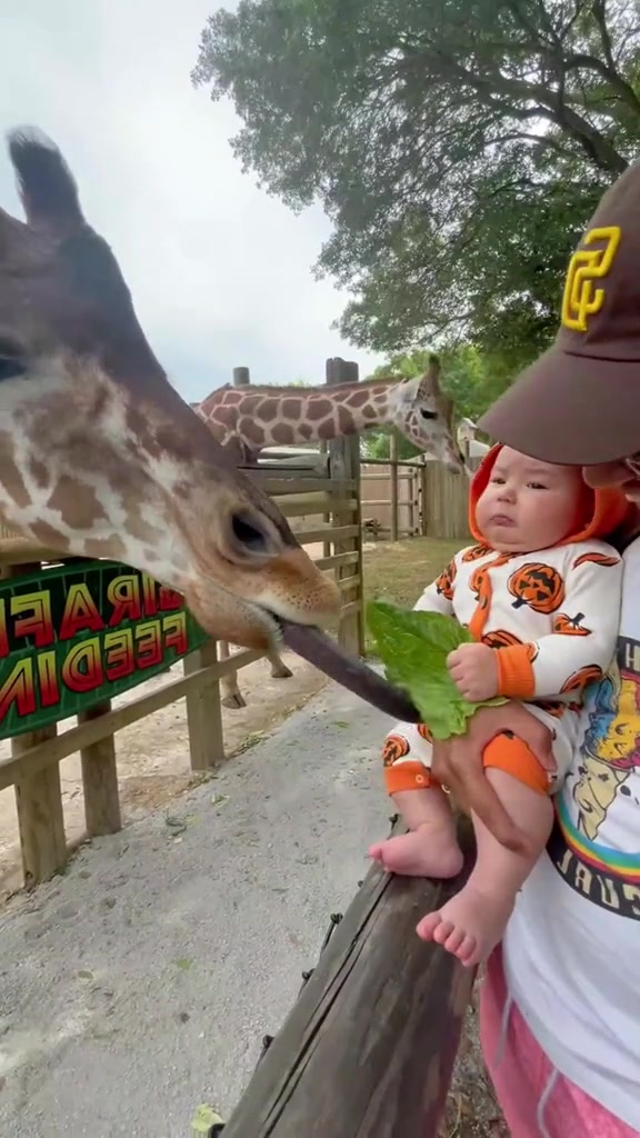 宝宝第一次投喂长颈鹿，还有点害怕