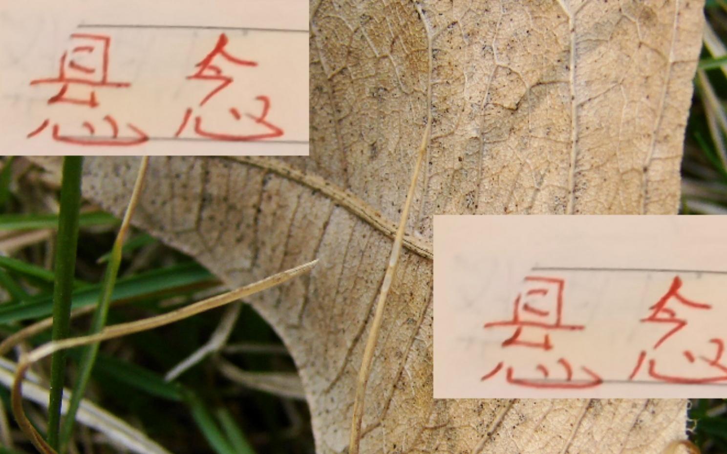 2025中超已大结局!但冠军海港故事还有悬念如萨是走还是留