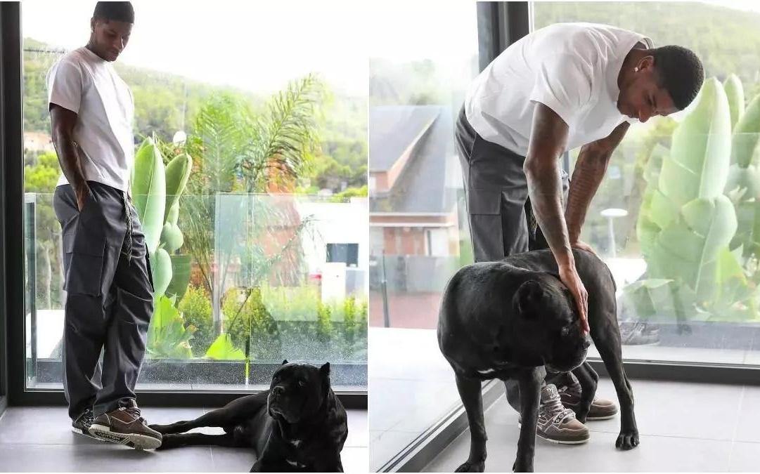 英国训犬公司：英超球员在家养一条护卫犬能降低安全风险