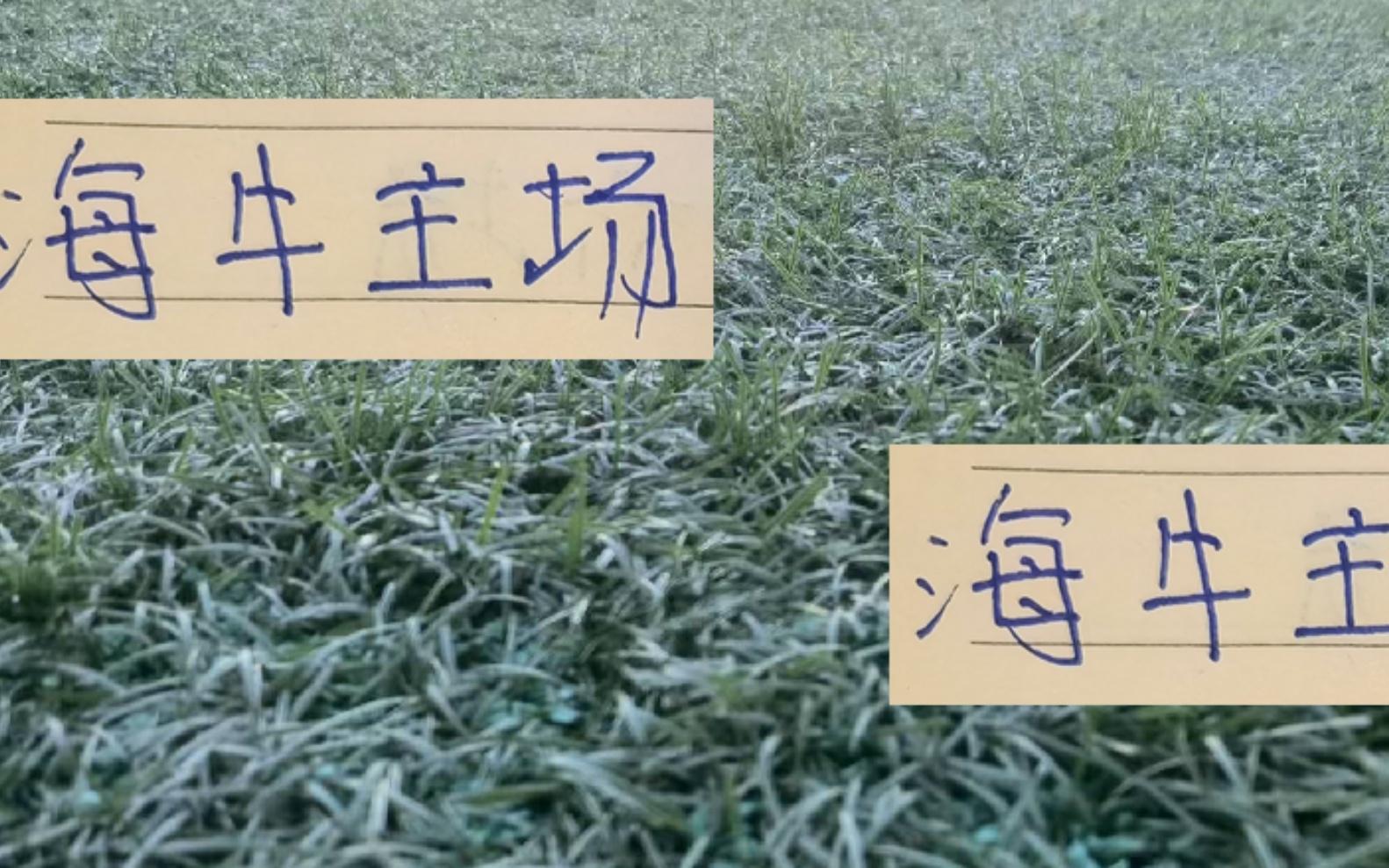 海牛主场战海港是死守1分还是偷袭3分或者考虑下一场保存实力