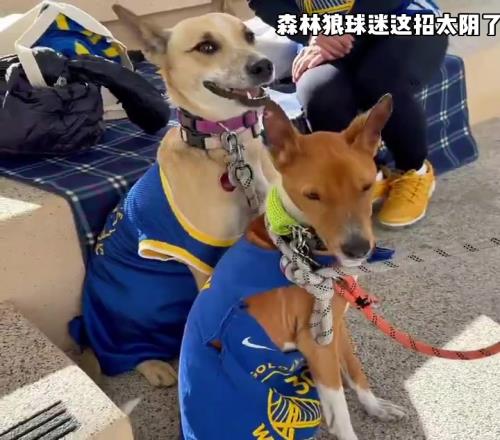 这是什么战术森林狼球迷给狗狗穿上了库里球衣