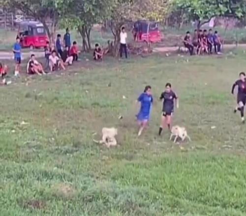 你们踢球也不能打扰人家狗狗好事啊