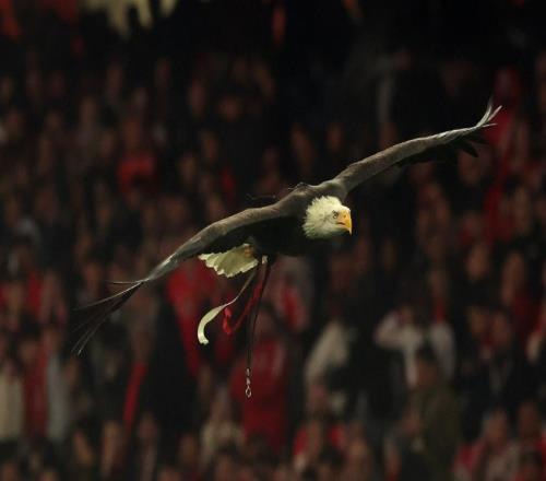 本菲卡官方：将对普雷斯蒂安尼被停赛提出上诉