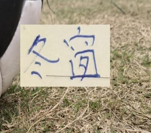 李金羽冬窗疯狂“囤货”又砸重金买了一个去年中超前3高端中卫