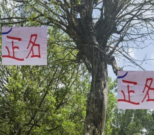 又无法为中超正名！海港三大主力因伤缺席其实可以把亚冠当冬训