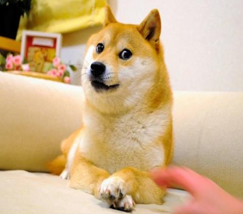 经典柴犬表情包Doge原型Kabosu今天在日本去世，享年18岁