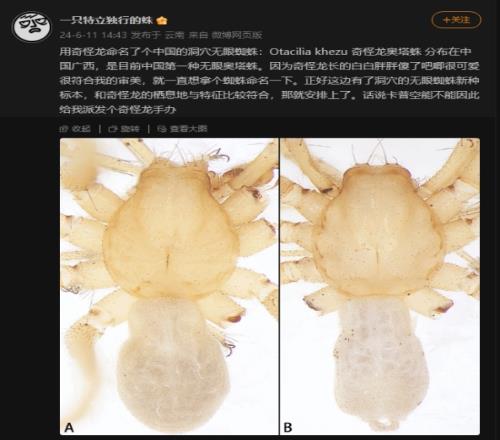 姜文、李时珍命名蜘蛛还不够！中国科学家用游戏怪物命名新物种
