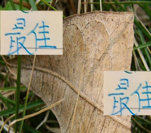 2025申花不是一无所获！他们有超级杯冠军蒋四朱五入选最佳阵容