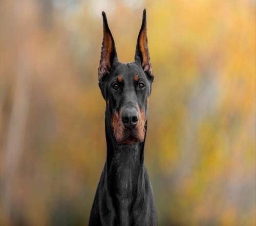 邮报：伊萨克花3万英镑买了一只杜宾，用来加强场外安全防护