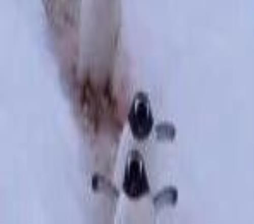 雪天怕滑倒？这样走路试试