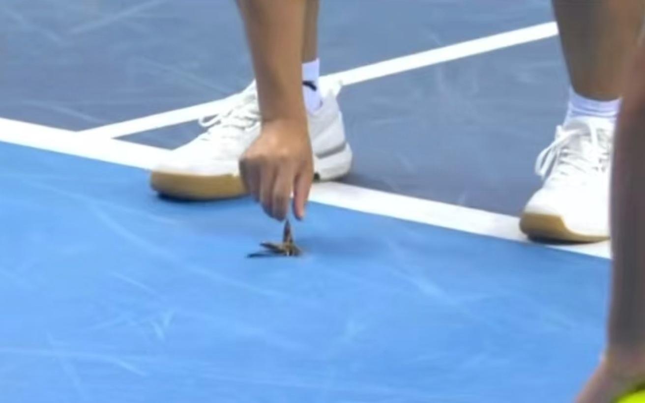 十五运会网球赛场上出现的“大蟑螂