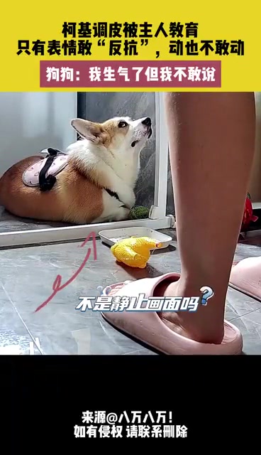 柯基调皮被主人教育，只有表情敢“反抗”