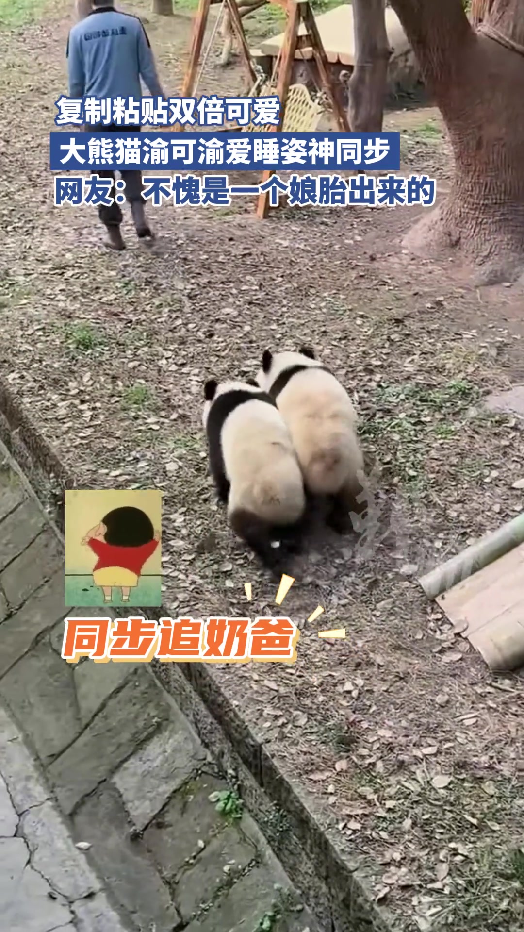 复制粘贴双倍可爱，大熊猫渝可渝爱睡姿神同步