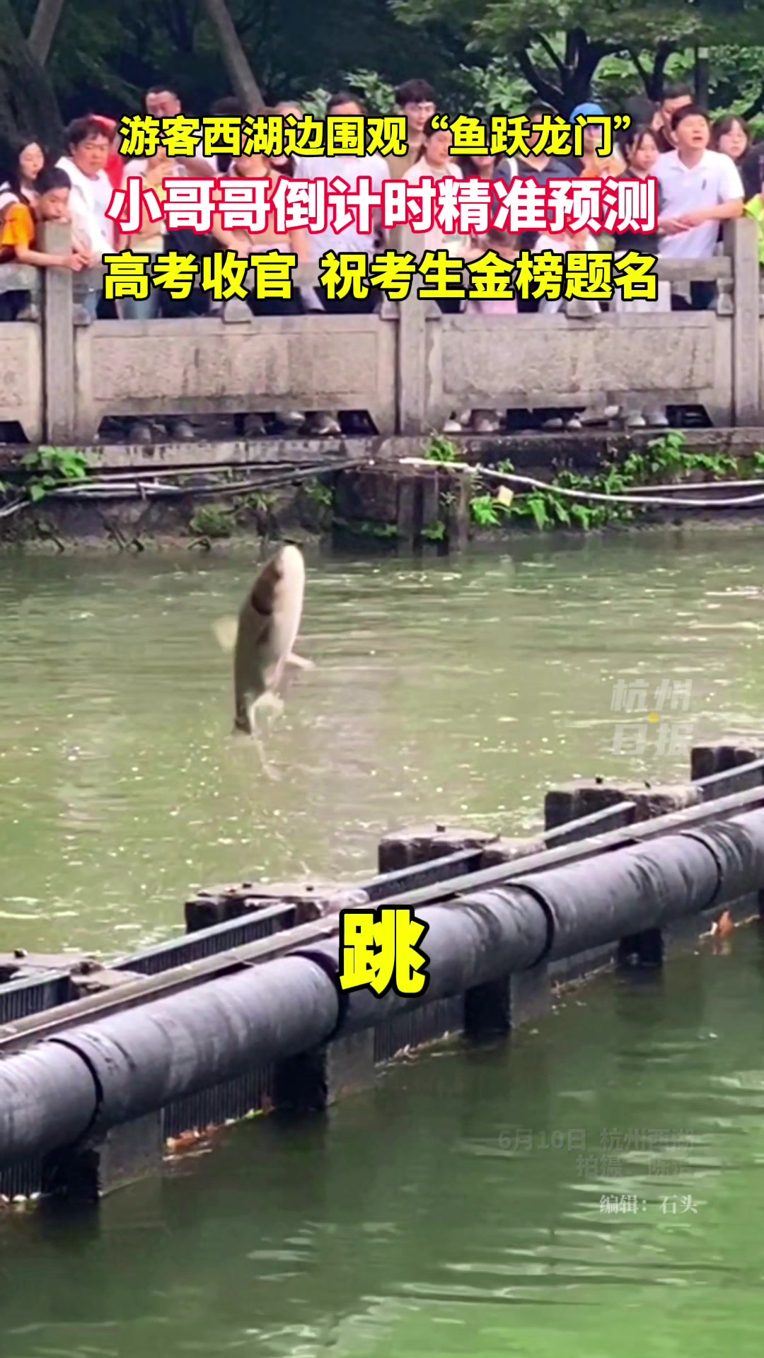 鱼也有威亚？西湖边小哥哥精准预测鱼跃龙门时间！