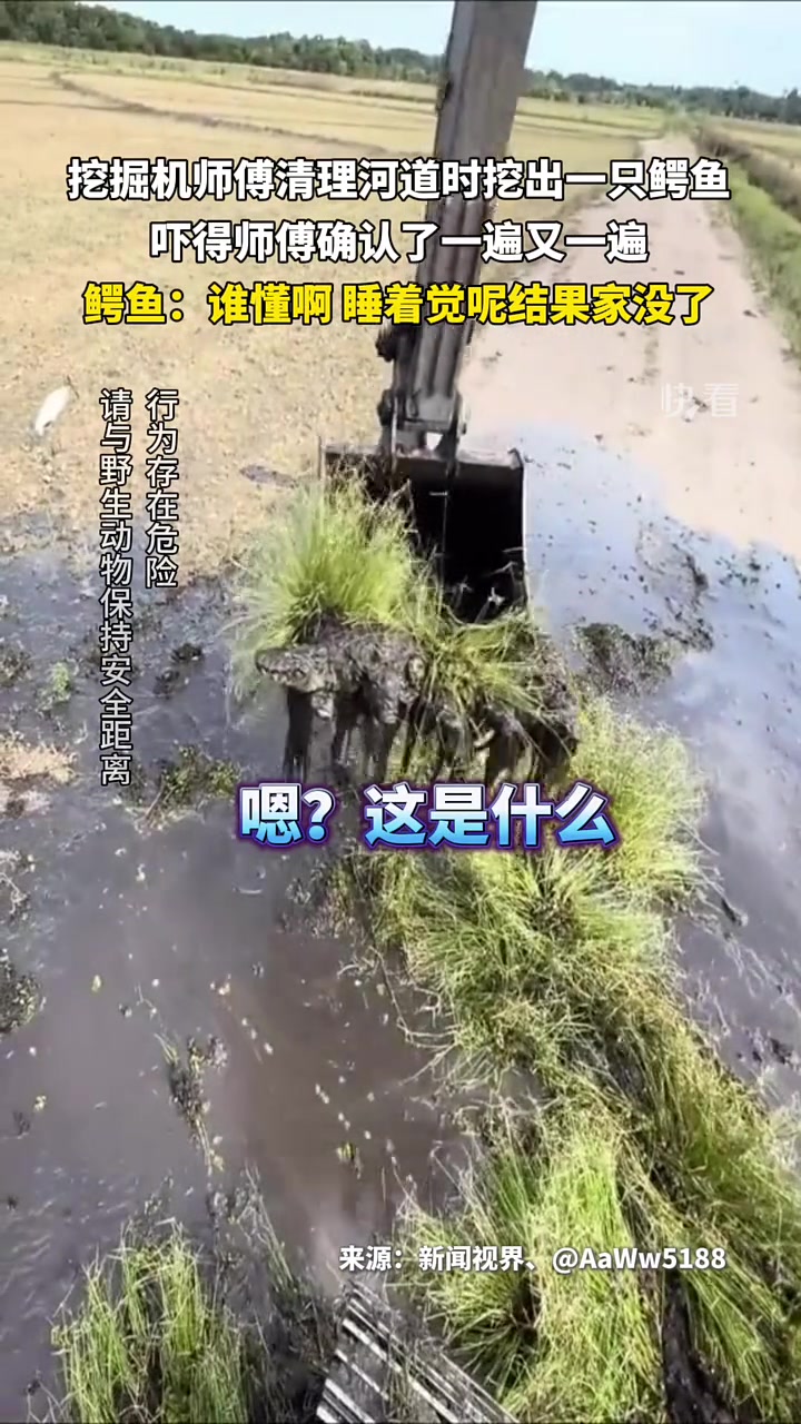 掘机师傅清理河道时挖出一只鳄鱼! 师傅都懵了