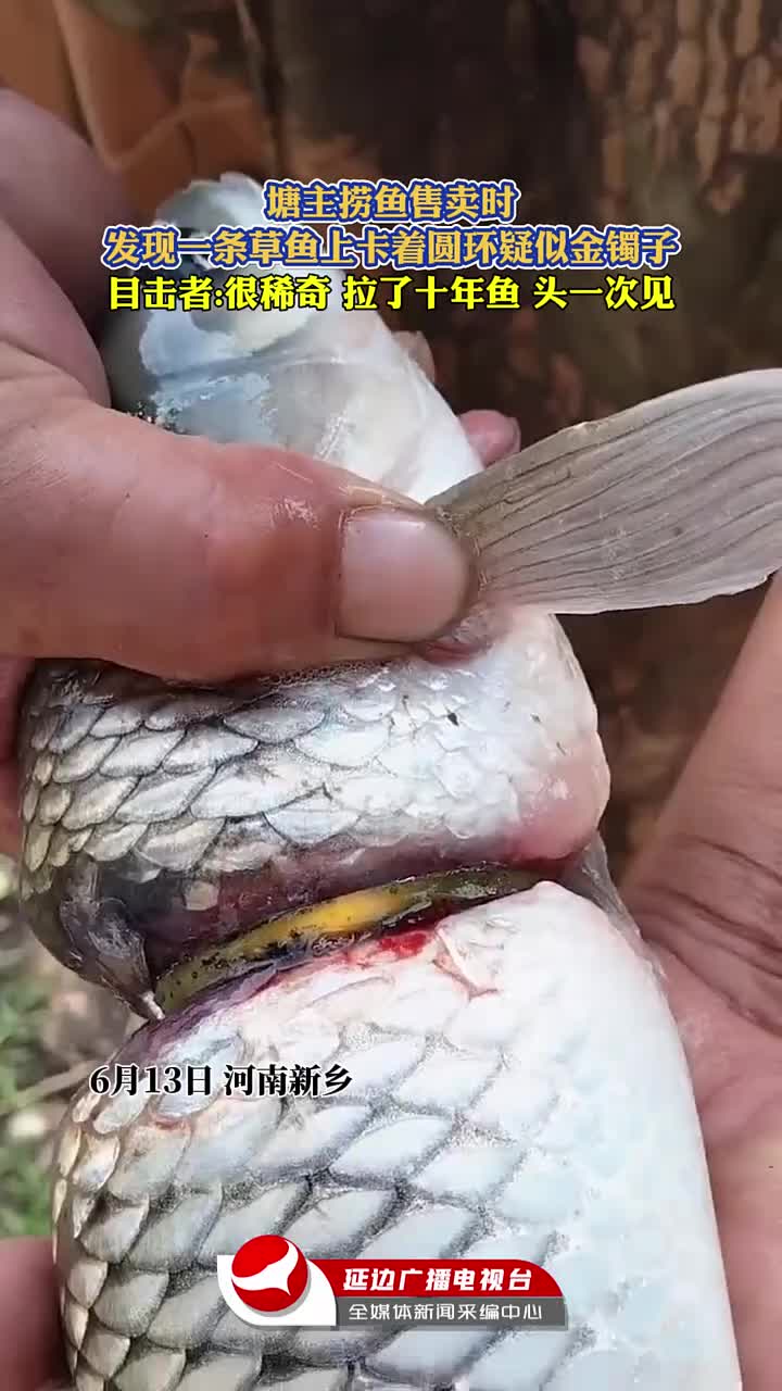 目击者:很稀奇 拉了十年鱼 头一次见 ！