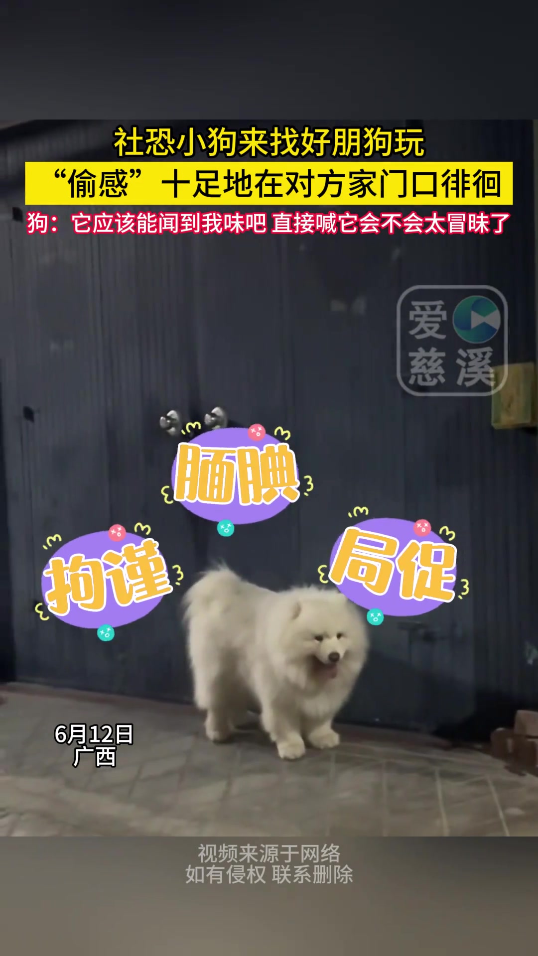 当社恐小狗来找好朋狗玩......
