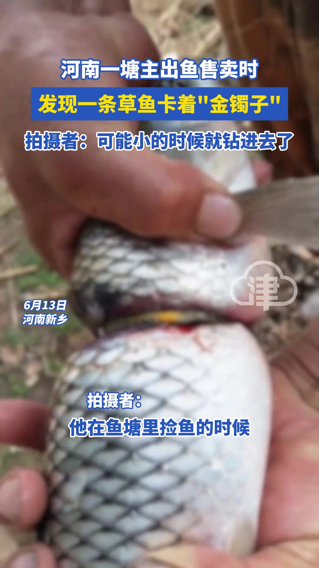 惊呆了！一塘主出鱼售卖时发现一条草鱼卡着“金镯子”