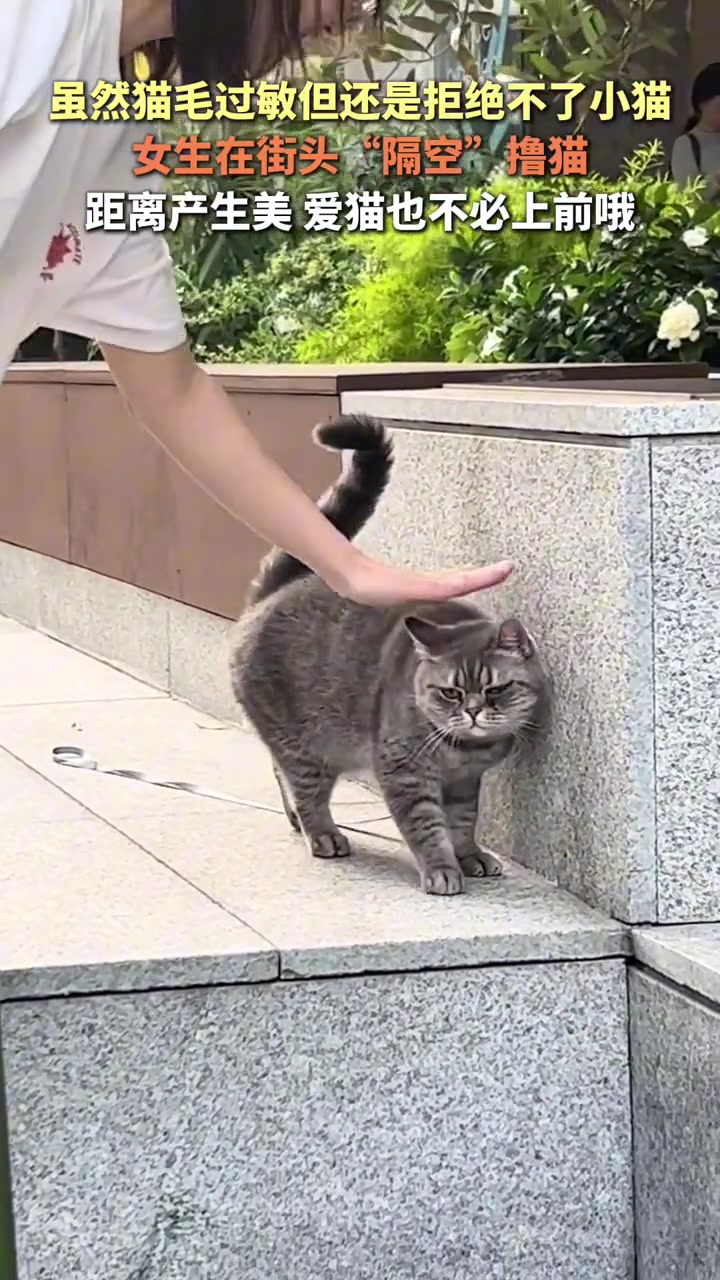 虽然猫毛过敏但还是拒绝不了小猫，女生“隔空撸猫”
