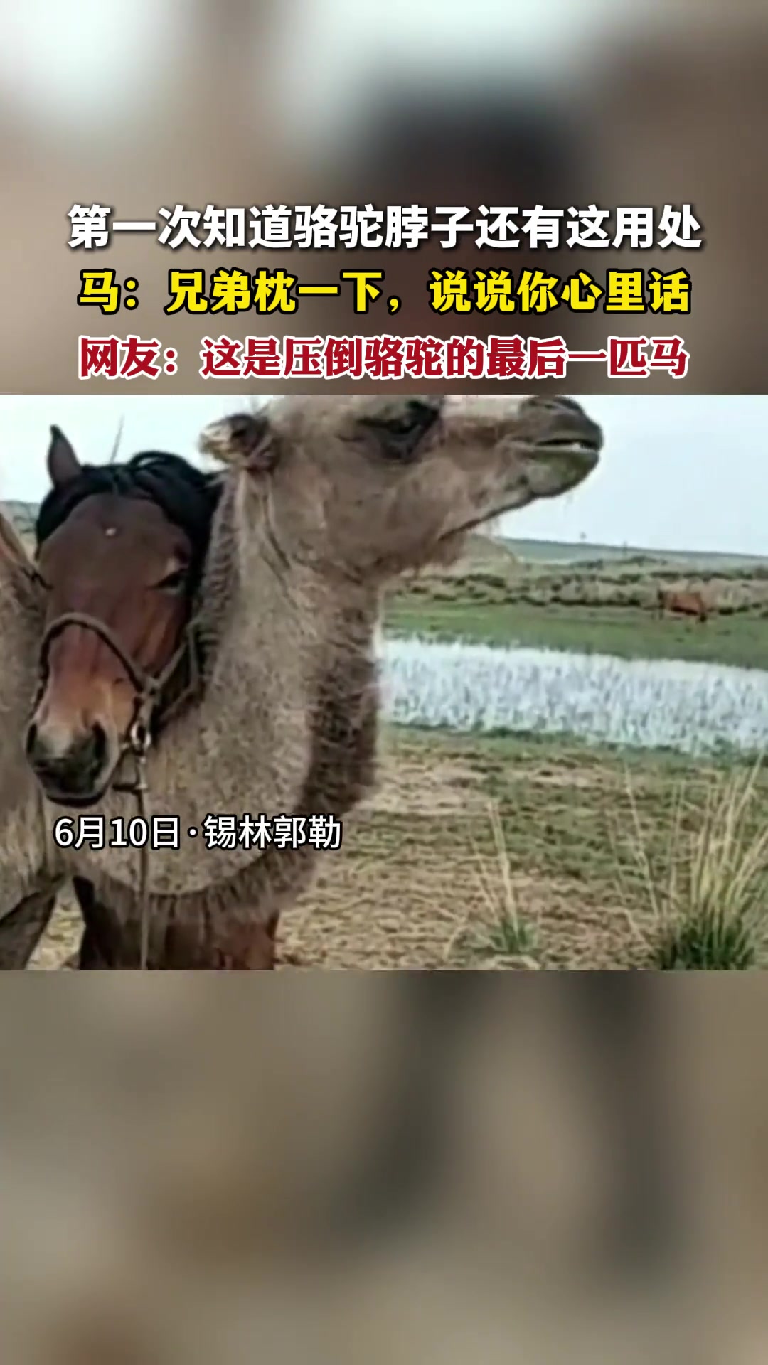 第一次知道骆驼脖子还有这用处