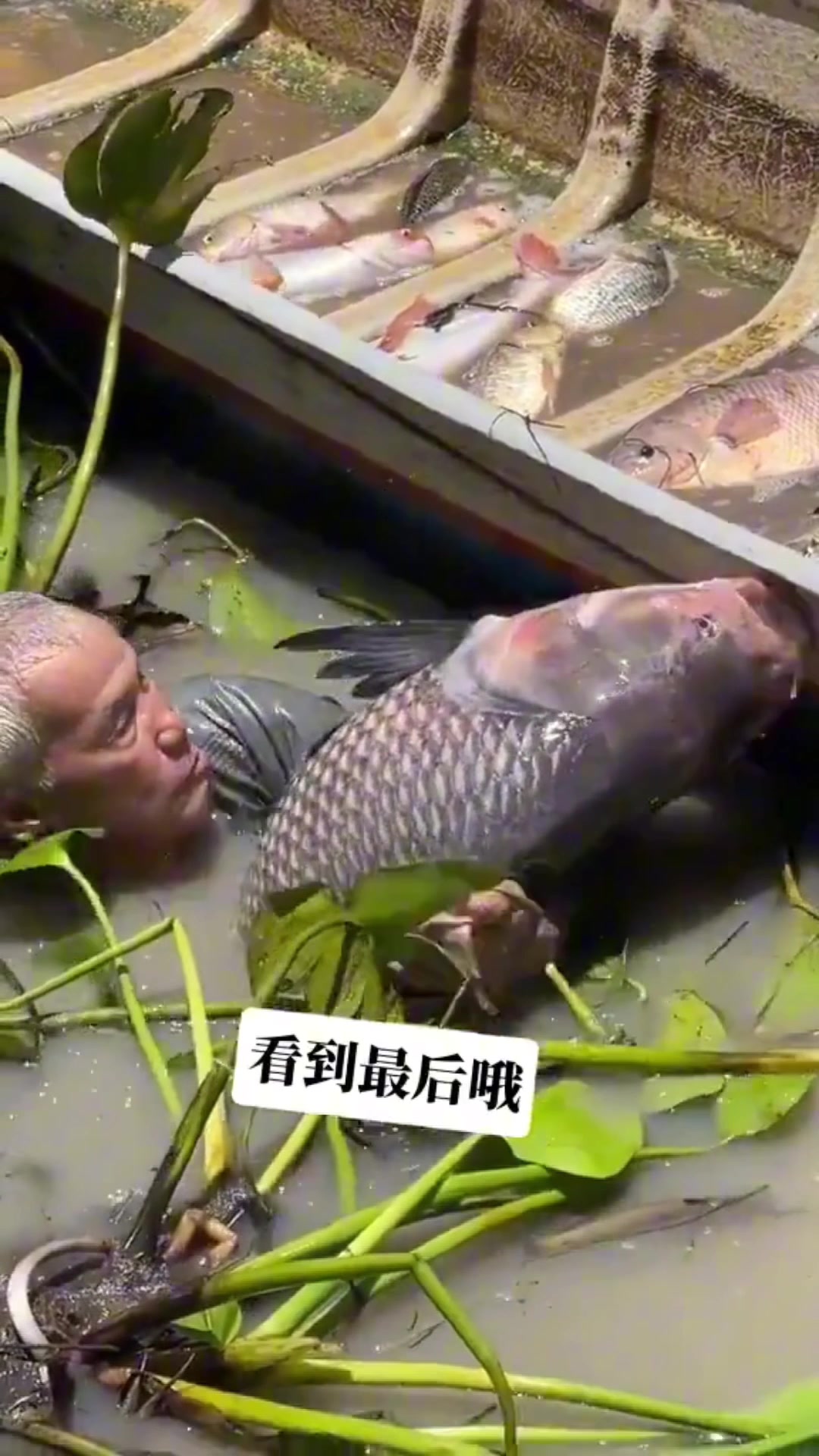 老人拯救溺水的大鱼，过程十分艰难