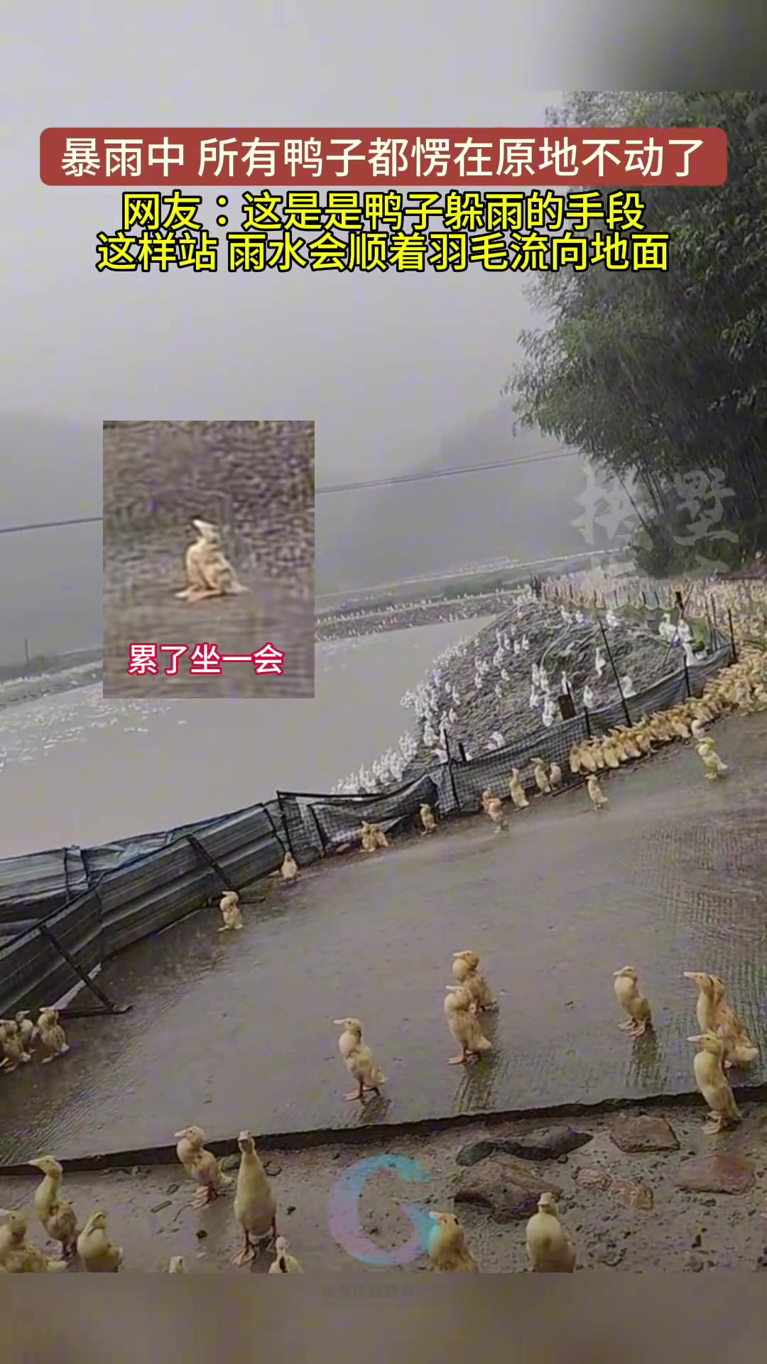原来鸭子躲雨的手段这么清奇