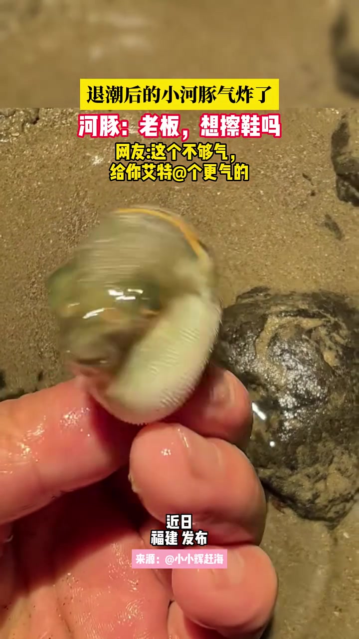 退潮后的小河豚气炸了，河豚：老板，“想擦鞋吗 ！