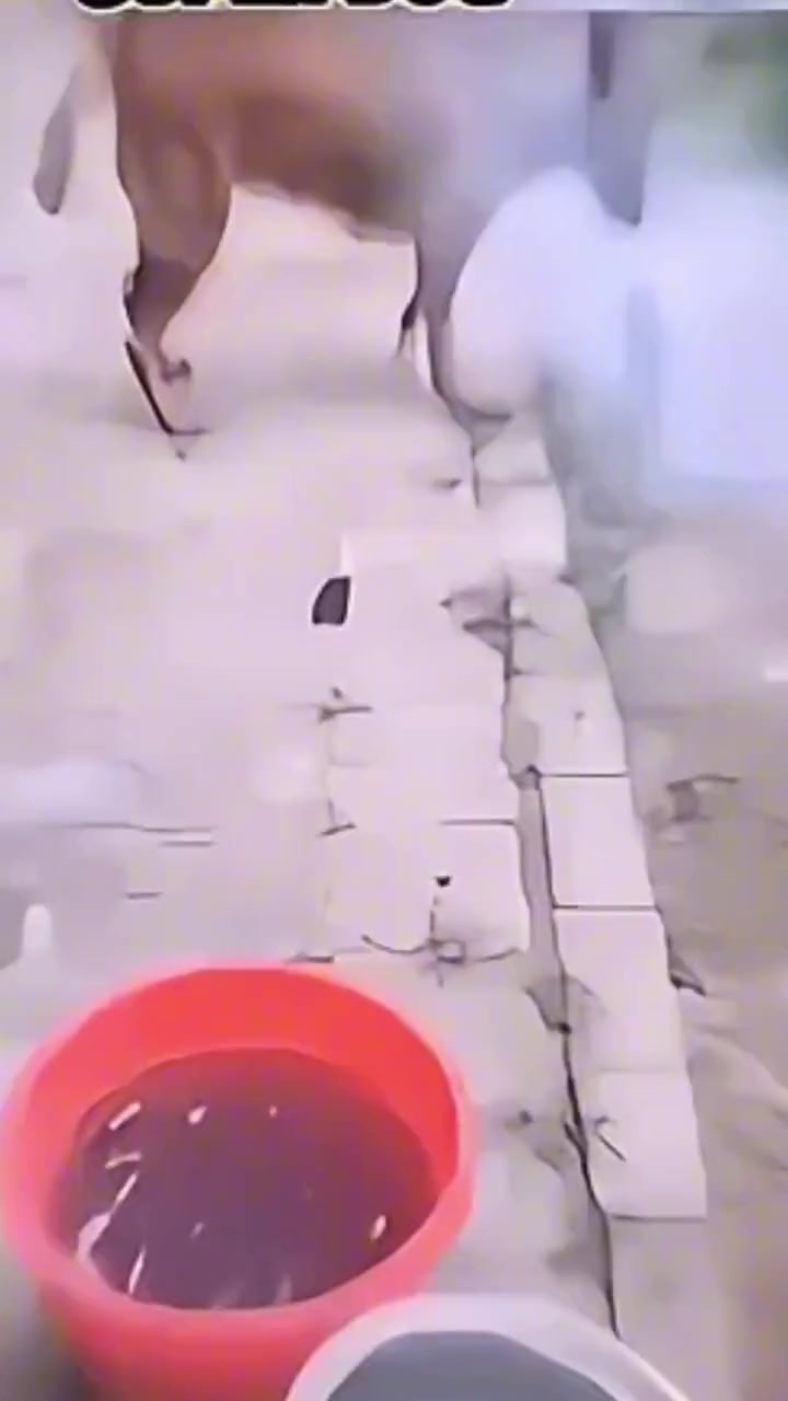 回家一看充电器在水里。先打狗再说