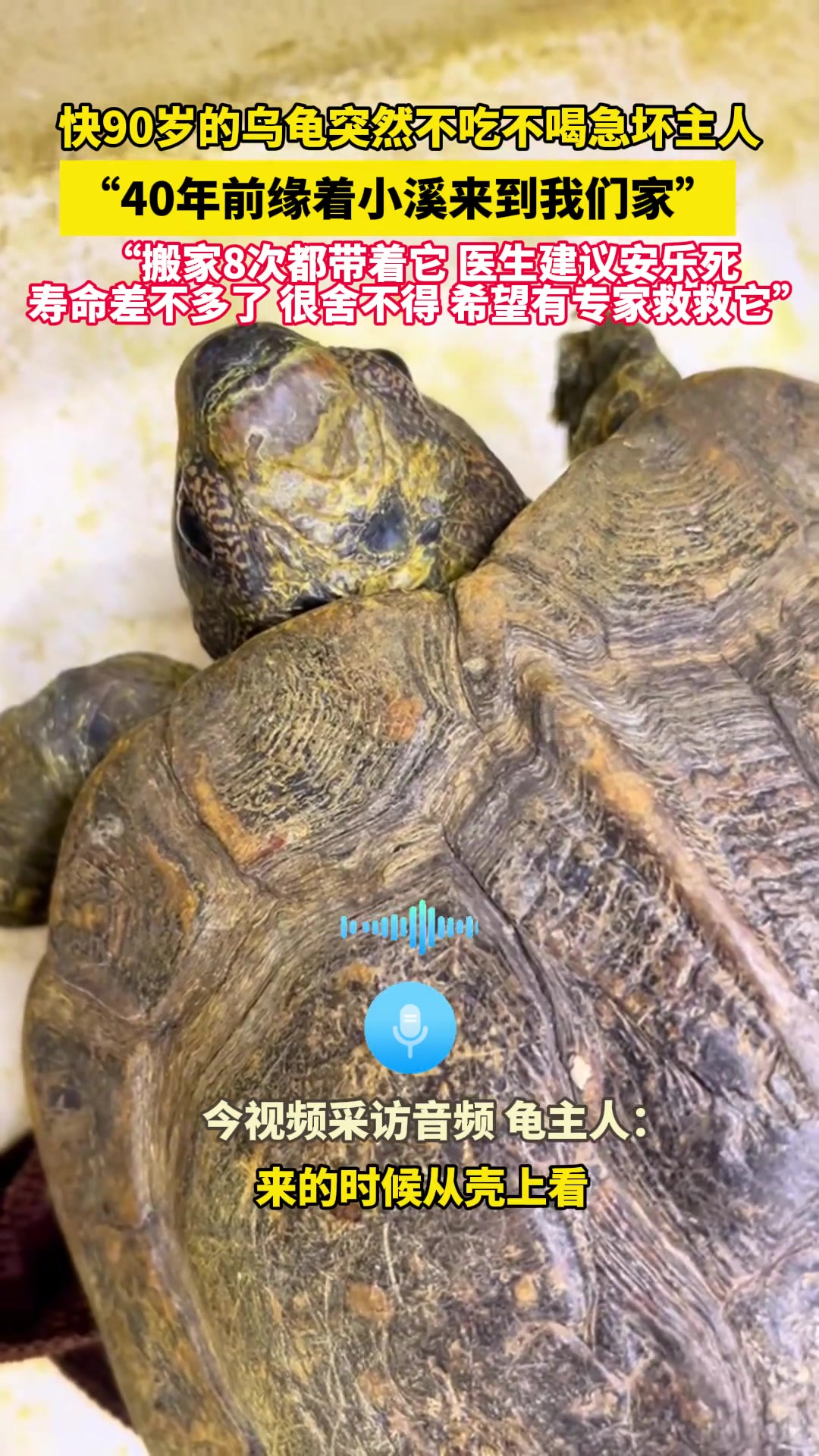 快90岁的乌龟突然不吃不喝，急坏主人！！