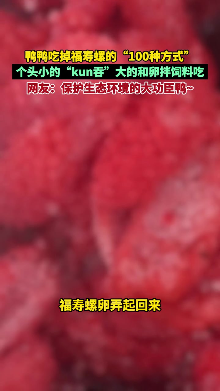 消灭福寿螺！个头小的kun吞，大的和卵拌饲料吃！