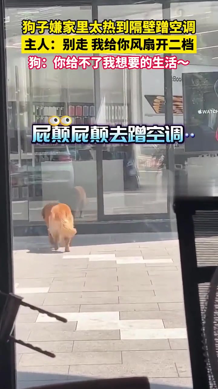 狗不嫌家贫…………但是嫌热啊