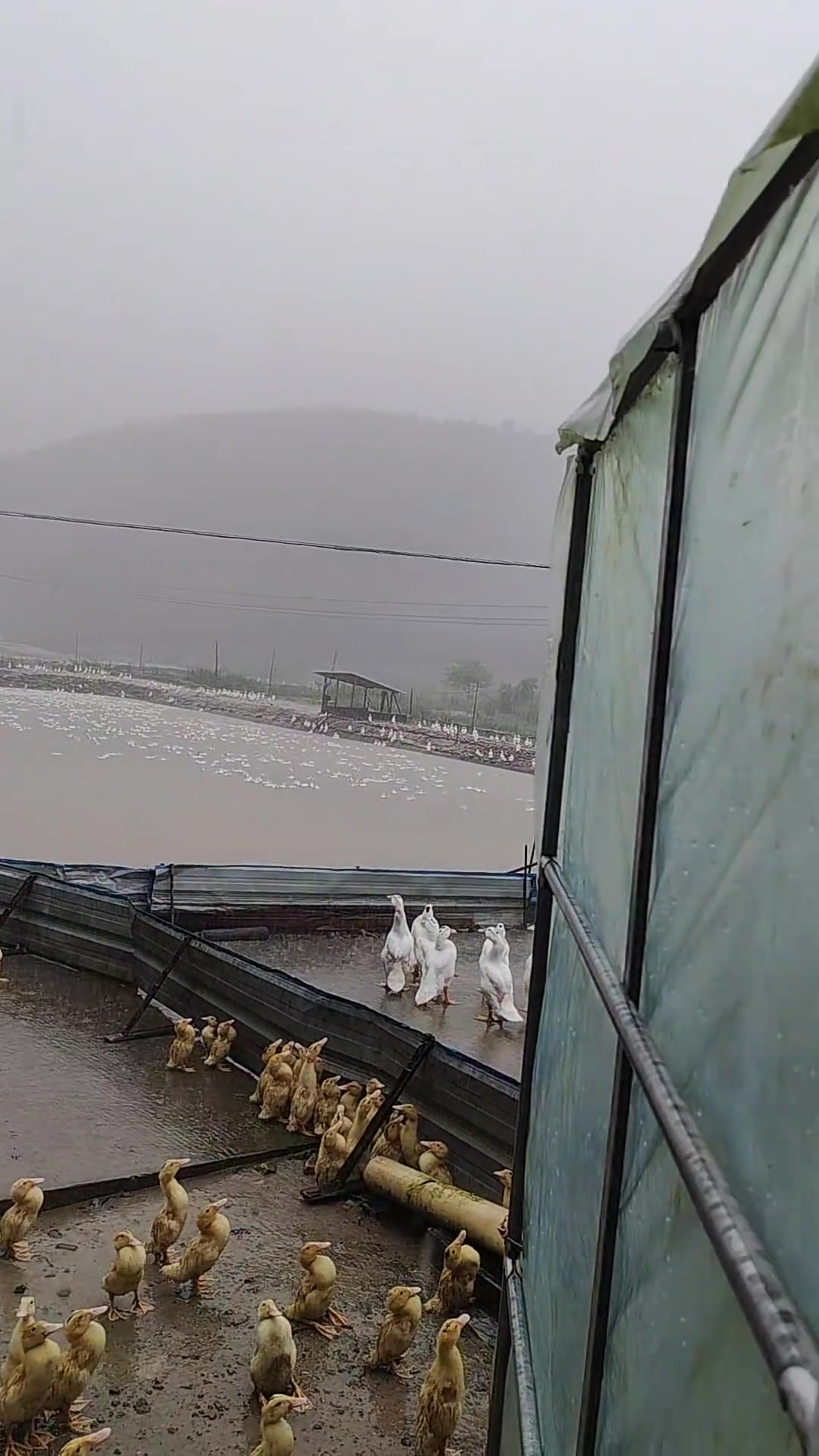 鸭子下雨为什么站着淋雨？