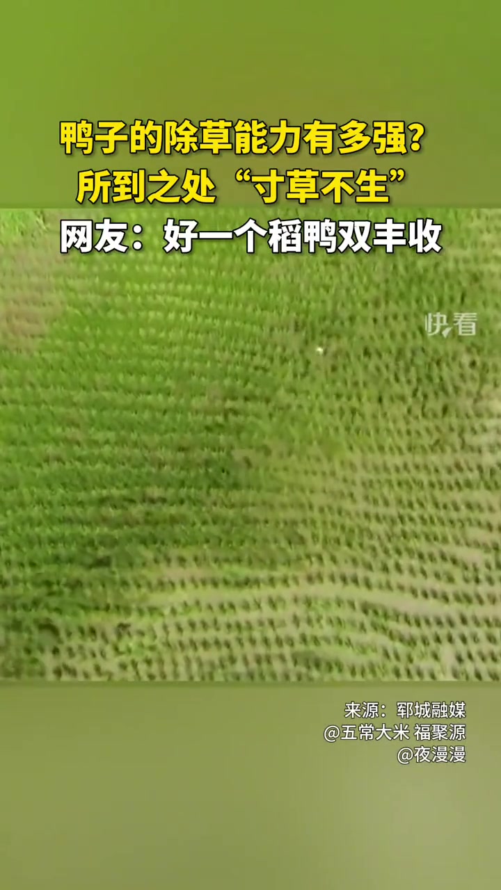 稻花香里说丰年，听取鸭声一片
