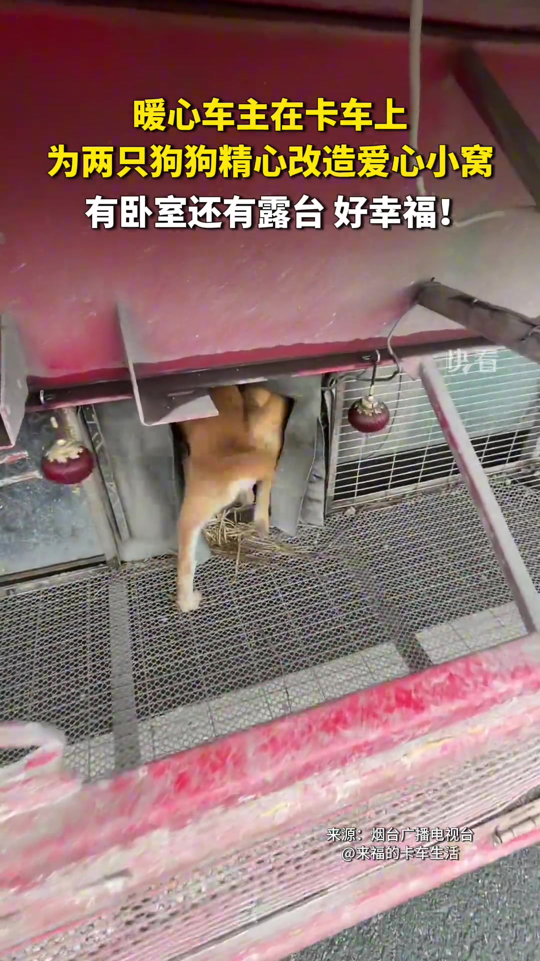 卡车司机在车上改造爱心狗窝，带着两只狗狗走南闯北