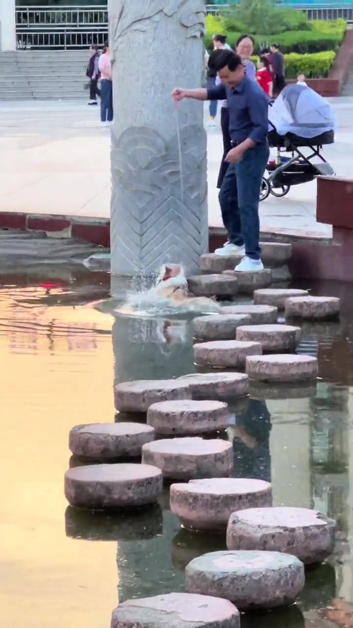没有方向感的狗狗